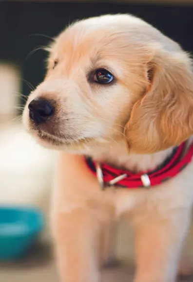 Dog with red collar